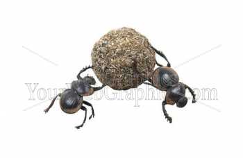photo - beetles-4-jpg